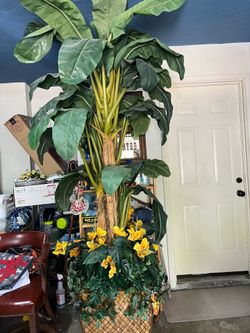 Banana tree