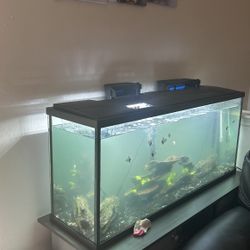 55 Gallon Tank