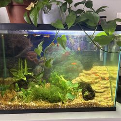 30 Gallon tall Aquarium