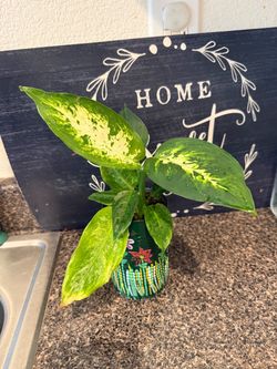 Plant