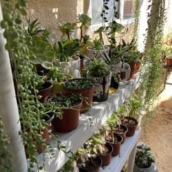 Succulents Plant’s 4”inch Pot 🪴