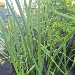 Water Iris Is Crowding My Goldfish Pond Please Help Them! 