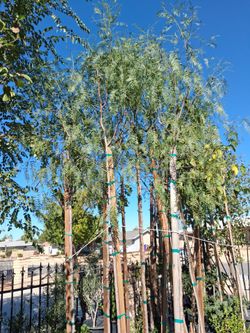 Shade trees.