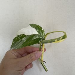 Albo Epi Plant CUTTING 