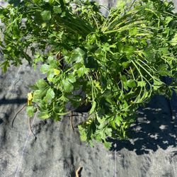 Cilantro - 3 Gallons