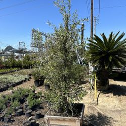 Olive Multi Trunk Tree
