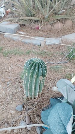 Small desert cactus, fire stick plants and Aloe vera plants
