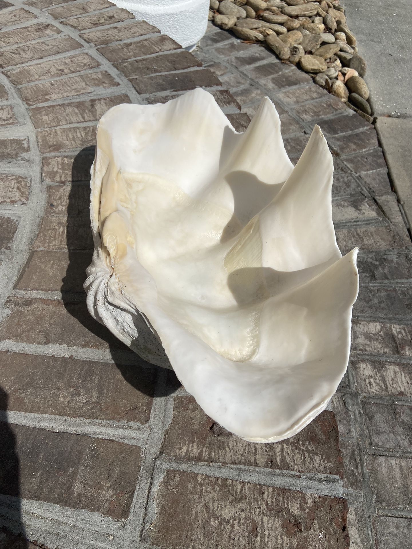 Natural Tridacna Gigas Giant Clam Shell 20” length 20.6 lbs!!! Beautiful item. Great for a collector