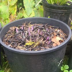 Varigated Hosta Plants In 2 Gallon Pots $15 each