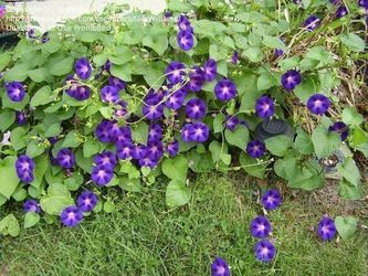 Morning Glory - Grandpa Ott