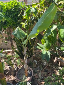 Thai Banana Tree