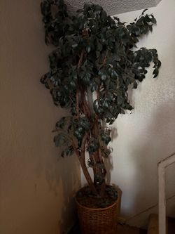Large Artificial Ficus Tree in Wicker Basket