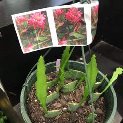 Epiphyllum Orchid 8"-10" Fresh Cutting Plant Queen of The Night Cactus RIC Rac 