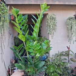 Z Z  "Zamioculcas Zamiifolia " Plant $30