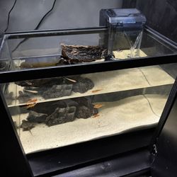 Turtle Tank