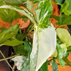 Syngonium Albo Variegated 