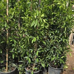 Ficus Nitida 