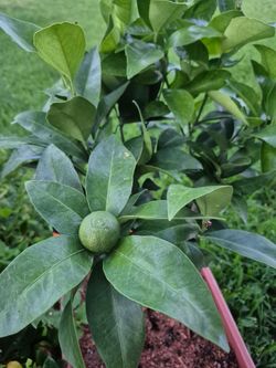 Seedless Dwarf Mandarin