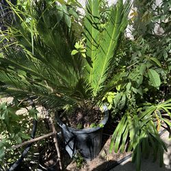 Sago Palm Tree