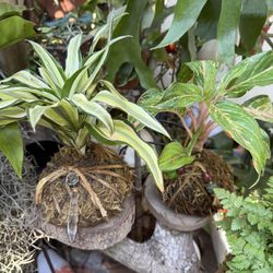 Kokedama  Sale ( Multiple Choices Available)