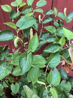 Betel Leaf ( Paan Leaf Plant)