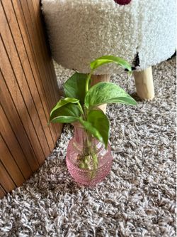 Beginner Houseplant