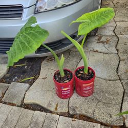 Colocasia Gigantea Elephant Ear Plant 