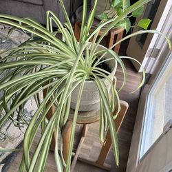 Spider Plant