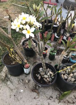 Plumerias Plants