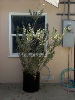 Two oversized kalanchoes - pick up only