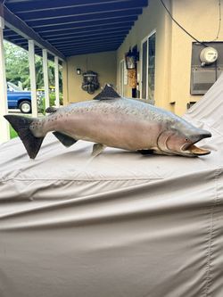 KING SALMON TAXIDERMY
