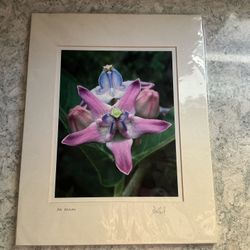 Crown flower (Calotropis gigantea), also known as giant milkweed