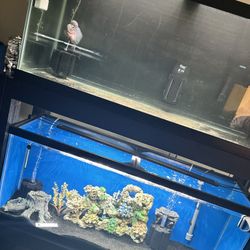 55g Aquarium 