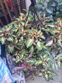 13" blooming annuals, hanging plant