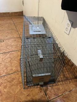 Animal Trap