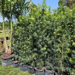 Podocarpus Over 6 + Feet Tall Full Green  Fertilized  Ready For Planting Instant Privacy Hedge  Same Day Transportation 