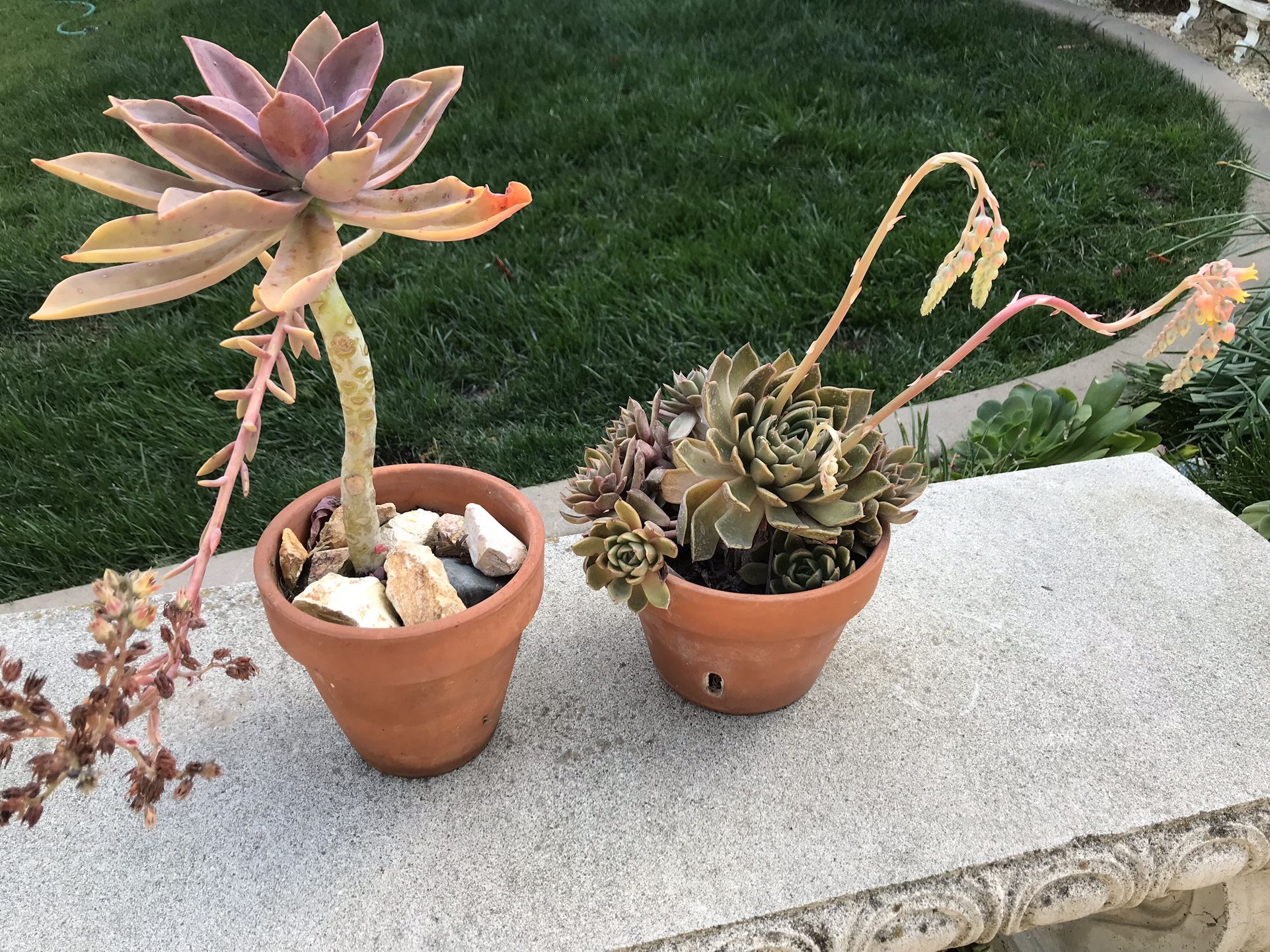 2 succulent plants in terracotta pots