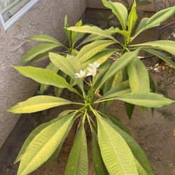 Plumeria Plant 
