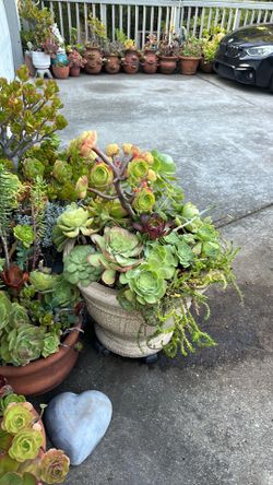 Large succulent arrangement