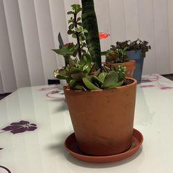 Succulents Plant