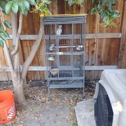 Bird Cage