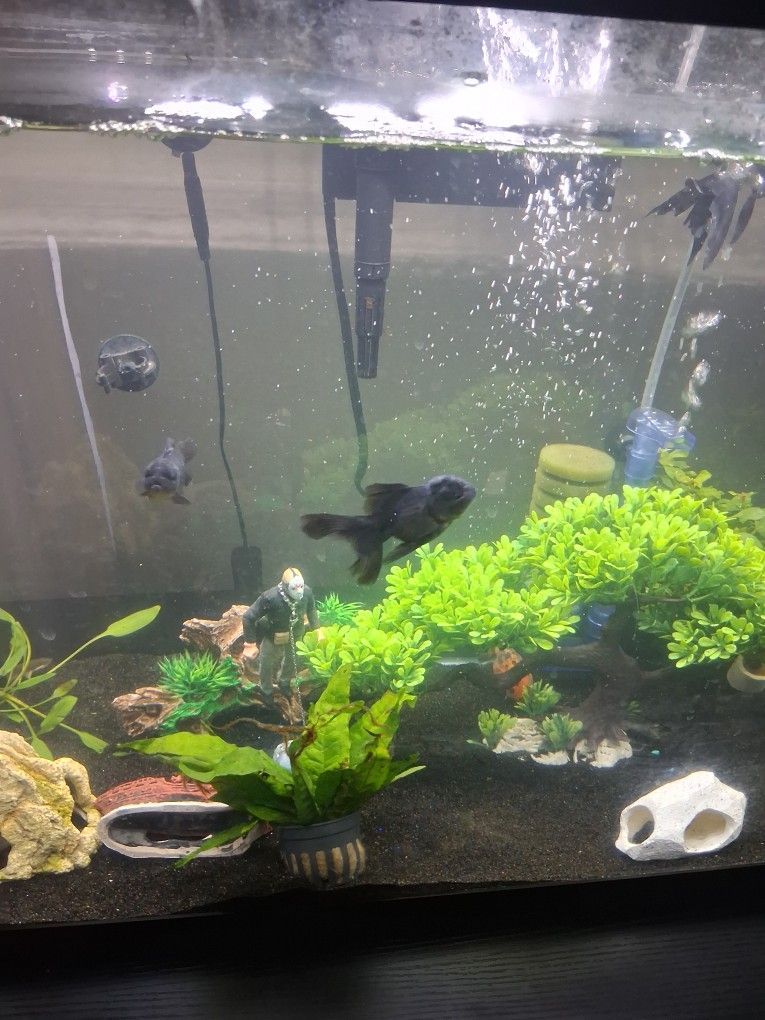 Fish Tank For sell!!$