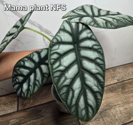 Alocasia Silver Dragon Corms