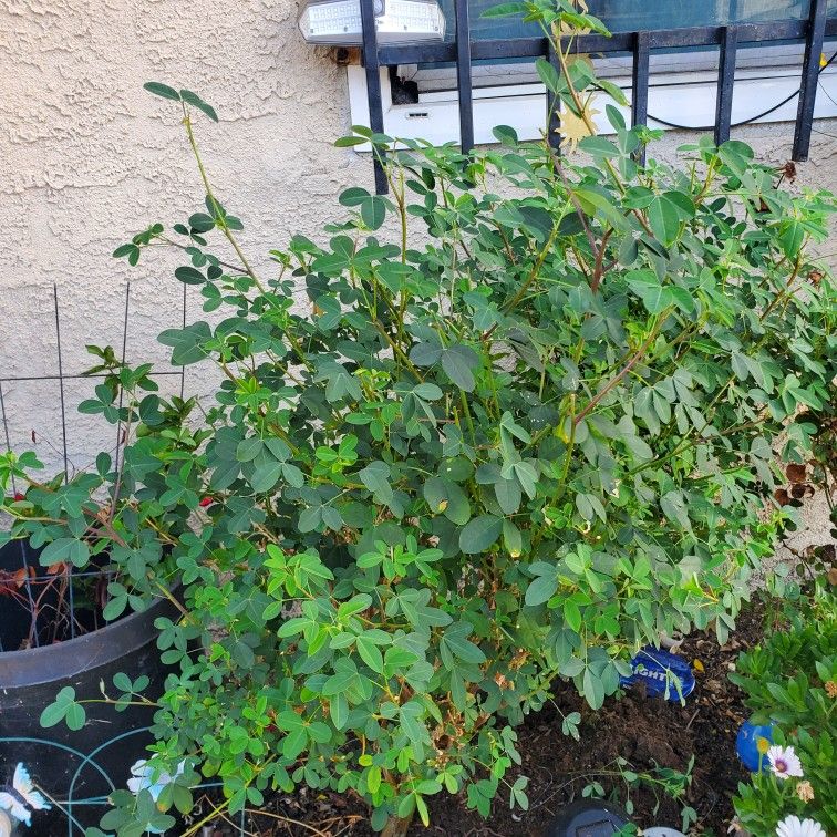 Chipilin Tree/seeds