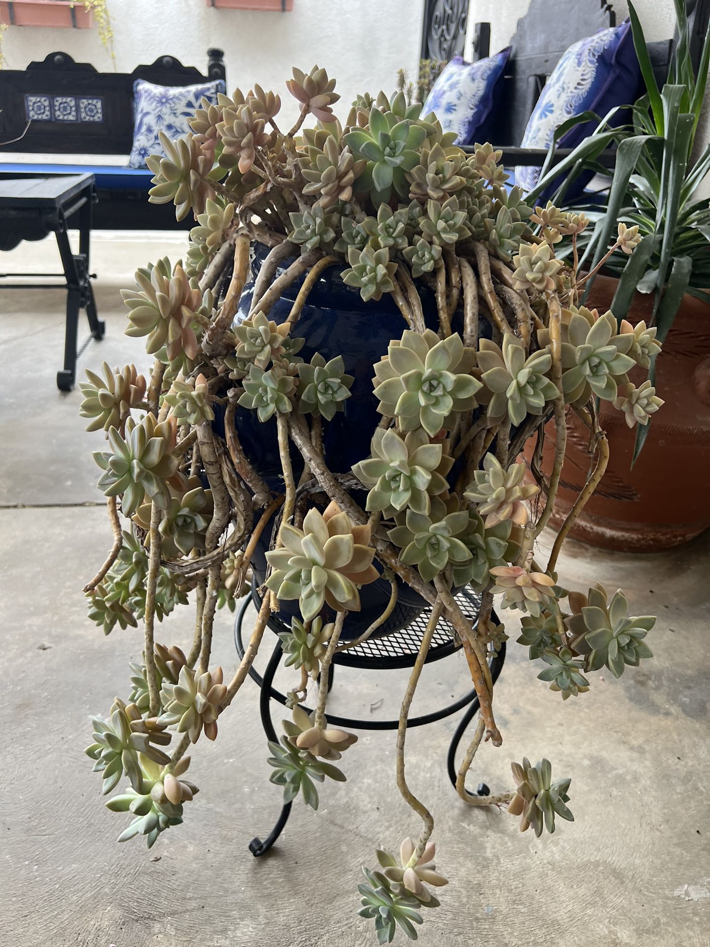 Succulent Plant With Stand