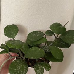 Hoya Obovata Splash