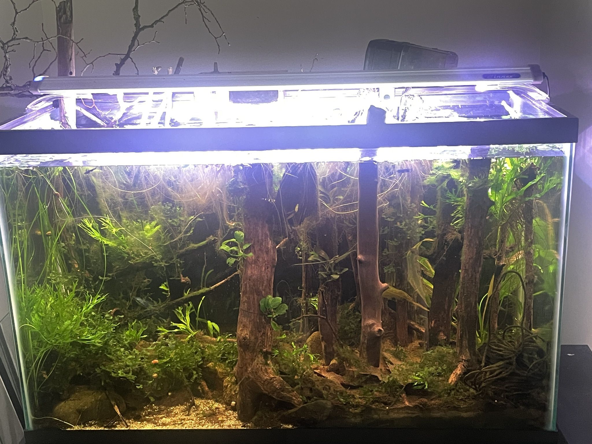 29g tank and optional stand!