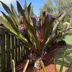 HUGE TRIPLE QUEEN EMMA LILY