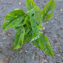 Monstera Swiss Cheese adansonii