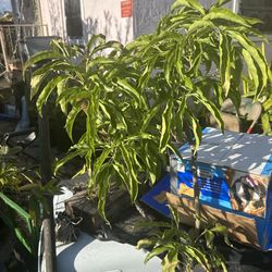 Fruit Plants Spring Ready!